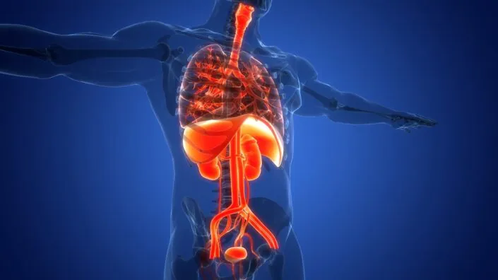 Human organs