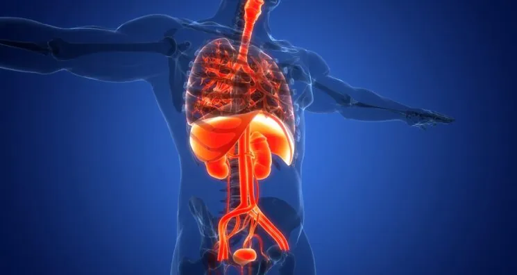 Organ-Specific Aging Analysis Reveals Disease Connections