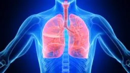 Lungs