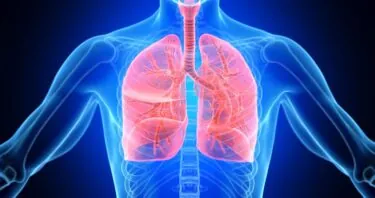 Engineered Stem Cells Reduce Lung Fibrosis in Mice