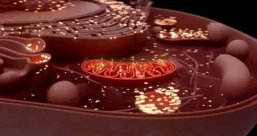Scientists Successfully Edit Mitochondrial DNA