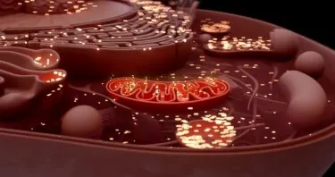 Scientists Successfully Edit Mitochondrial DNA