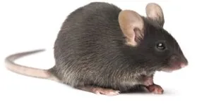 Healthspan Effects of an Anti-Aging Vaccine on Mice