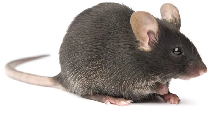 Healthspan Effects of an Anti-Aging Vaccine on Mice