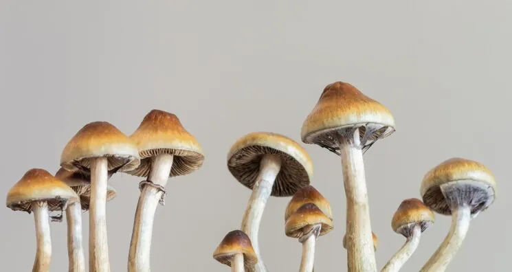 A Hallucinogenic Mushroom Compound Extends Mouse Lifespan