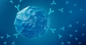 An Overly Youthful Immune System Might Cause Autoimmunity