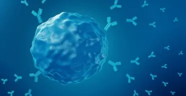 An Overly Youthful Immune System Might Cause Autoimmunity