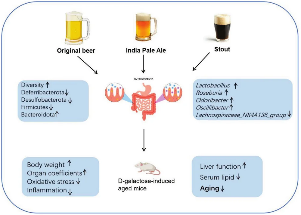 Beer effects