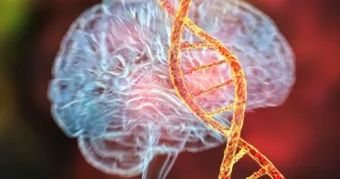 A Brain Clock for Finding Rejuvenating Medications