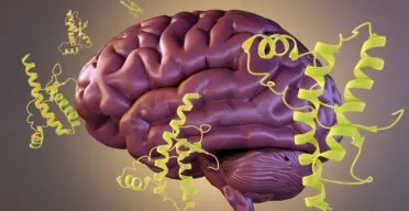 Reducing an Iron-Associated Protein Fights Cognitive Decline