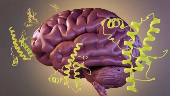 Brain proteins