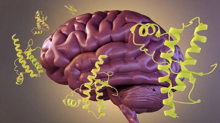 Brain proteins