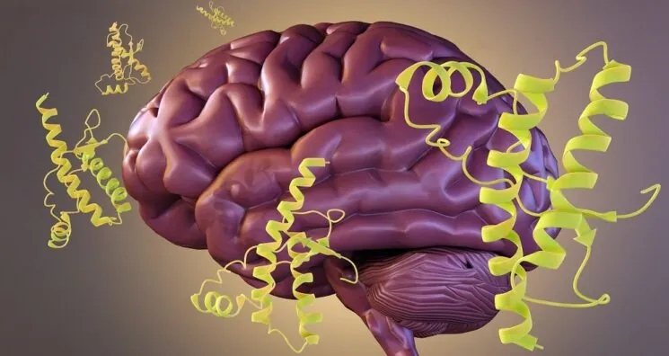 Reducing an Iron-Associated Protein Fights Cognitive Decline