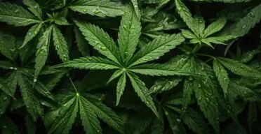 Cannabis as a Treatment for Age-Related Diseases