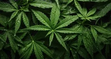Cannabis as a Treatment for Age-Related Diseases