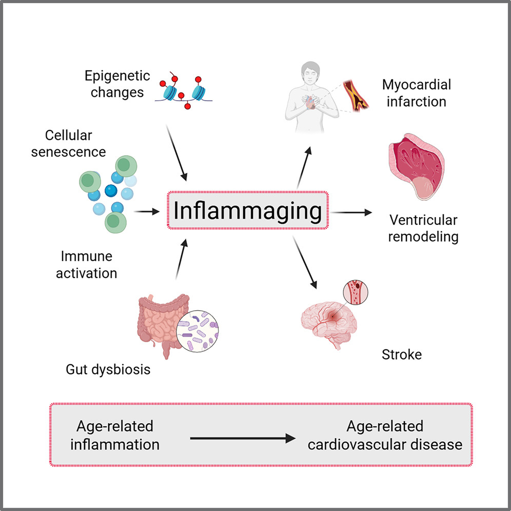 How Inflammation Is Linked To Heart Disease News LONGECITY