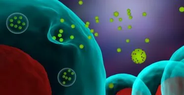 Researchers Identify a Key Senescence-Spreading Factor