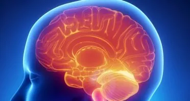 Study Finds Metformin’s Action Is Regulated by the Brain