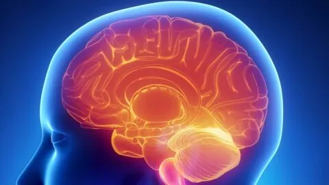 Human brain