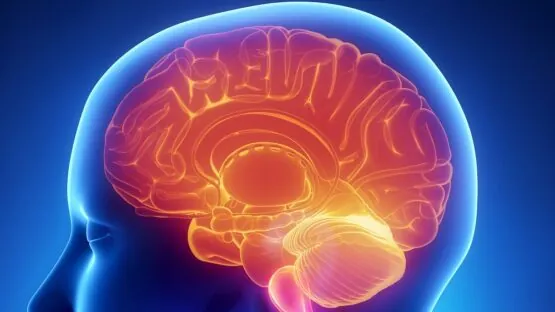Human brain