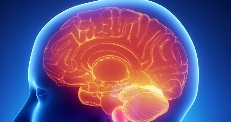 Study Finds Metformin’s Action Is Regulated by the Brain