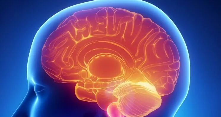 Study Finds Metformin’s Action Is Regulated by the Brain