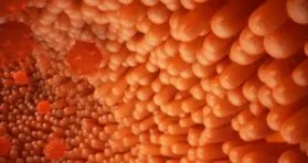 Study Paves Road for Oral Delivery of Proteins