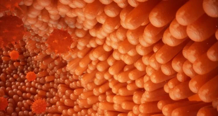 Study Paves Road for Oral Delivery of Proteins