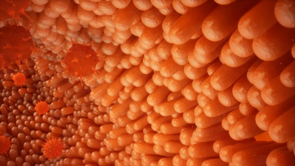 Intestinal wall