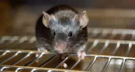 Exosomes Reduce Sarcopenia in a Mouse Model