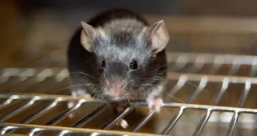 Exosomes Reduce Sarcopenia in a Mouse Model