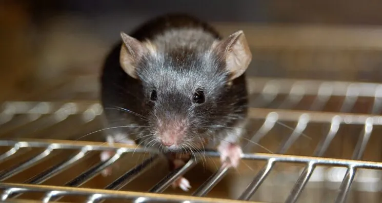 Exosomes Reduce Sarcopenia in a Mouse Model