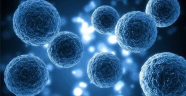 A Better Extracellular Matrix Makes Aged Cells Act Youthful