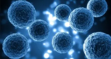 A Better Extracellular Matrix Makes Aged Cells Act Youthful