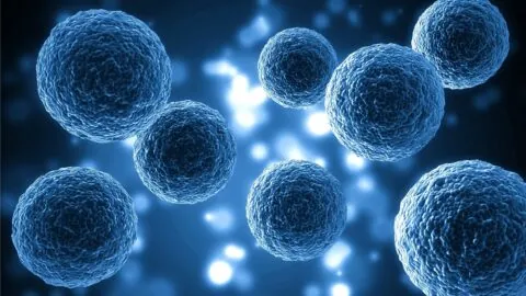 Stem cells