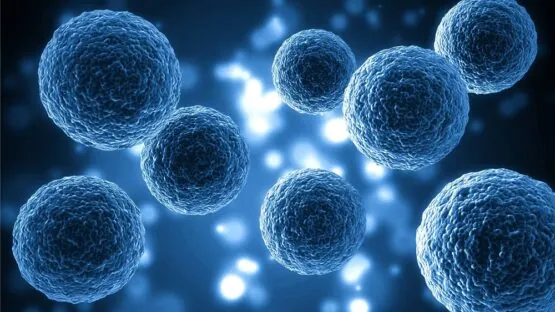 Stem cells