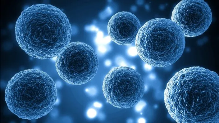 Stem cells