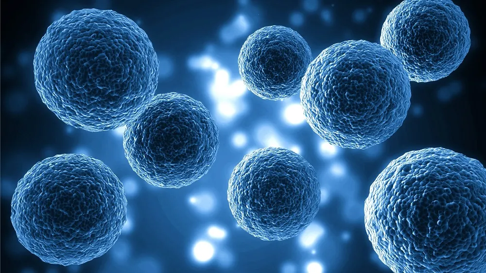 Stem cells