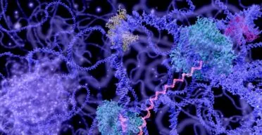 Loose Chromatin, Senescent Inflammation, and Cancer