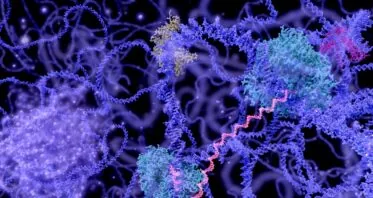 Loose Chromatin, Senescent Inflammation, and Cancer