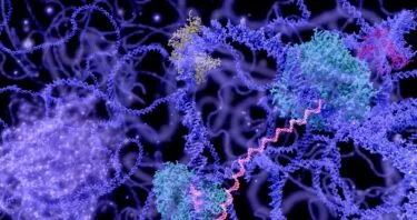 Loose Chromatin, Senescent Inflammation, and Cancer