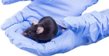 A Combination Greatly Extends Lifespan in Male Mice