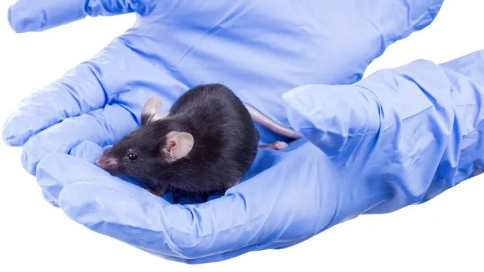 Black lab mouse