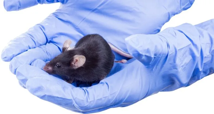 A Combination Greatly Extends Lifespan in Male Mice
