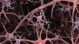 Microglia