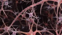 Microglia