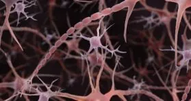 Microglial Aging Is Determined by Their Environment