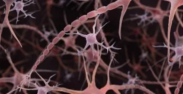 Microglial Aging Is Determined by Their Environment