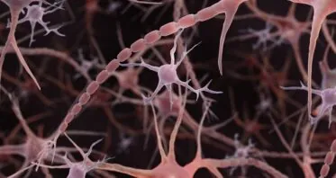 Microglial Aging Is Determined by Their Environment