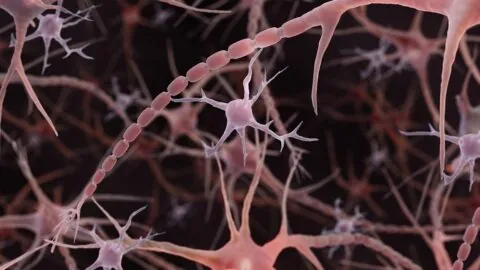 Microglia